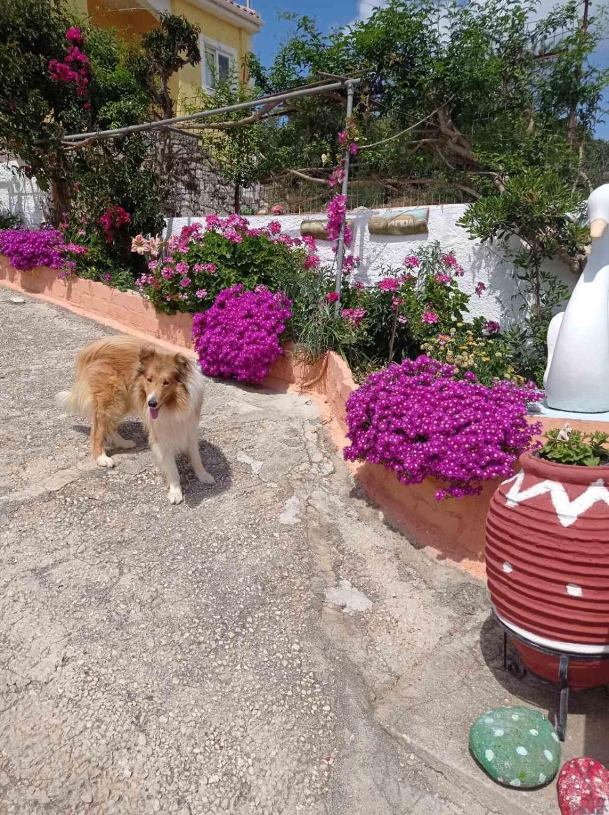 Appartamento Elenh House Argostoli  Esterno foto